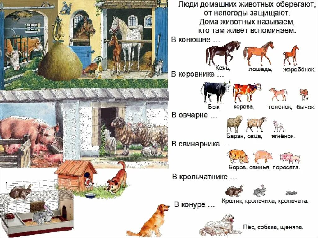 Рассказ по картинкам домашние животные Волкова Н.А. Описание. Домашние животные - online presentation