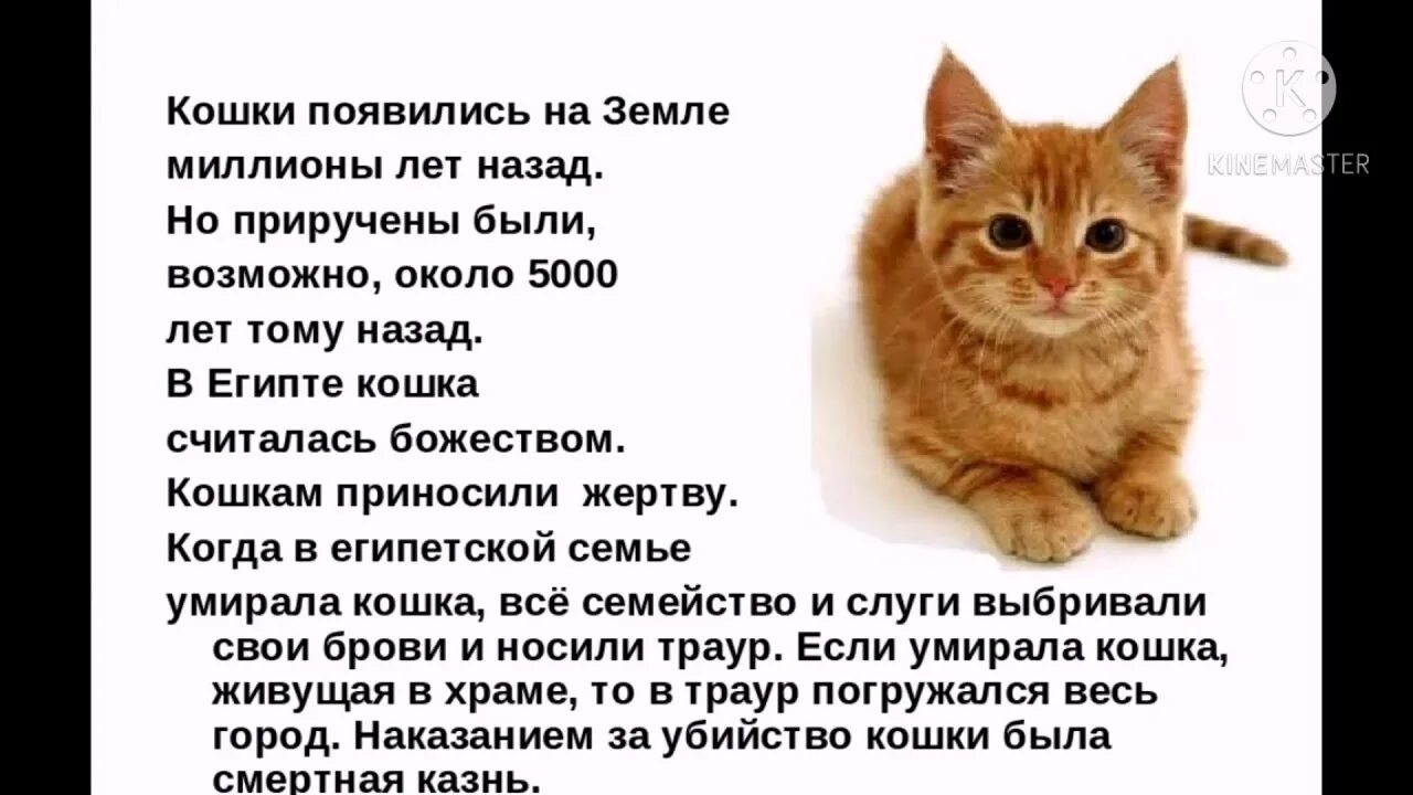 Расскажи о своих домашних Пишите в комментариях какой ваш любимый домашний питомец - YouTube