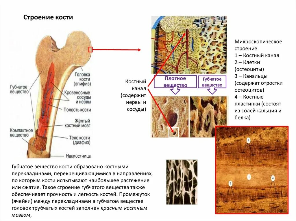 Рассмотрите фото костной ткани напишите ее строение Картинки КОСТНАЯ ТКАНЬ ОБРАЗУЕТСЯ ИЗ