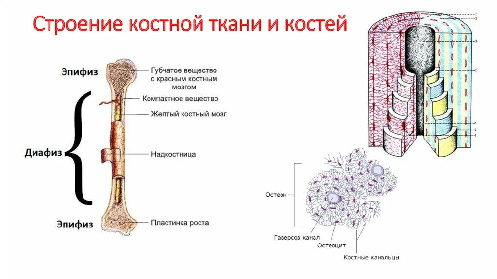 Рассмотрите фото костной ткани напишите ее строение Картинки СТРОЕНИЕ СКЕЛЕТНОЙ ТКАНИ