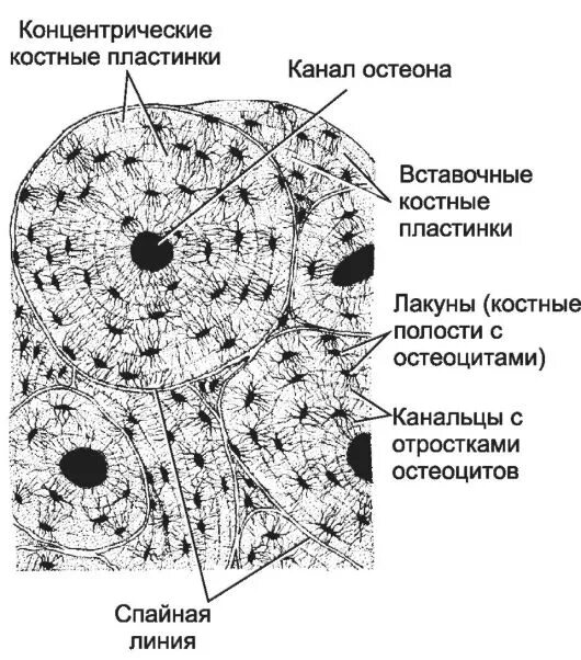 Рассмотрите фото костной ткани напишите ее строение Ответы Mail.ru: Помогите пожалуйста с биологией