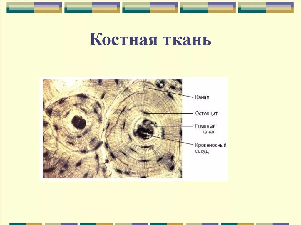 Рассмотрите фото костной ткани напишите ее строение Картинки СТРОЕНИЕ КЛЕТОК КОСТИ