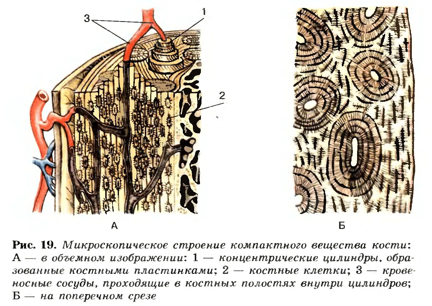 Рассмотрите фото костной ткани напишите ее строение Костная ткань срез