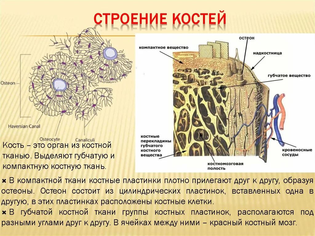 Рассмотрите фото костной ткани напишите ее строение Картинки СОСТАВ КОСТНОЙ КЛЕТКИ