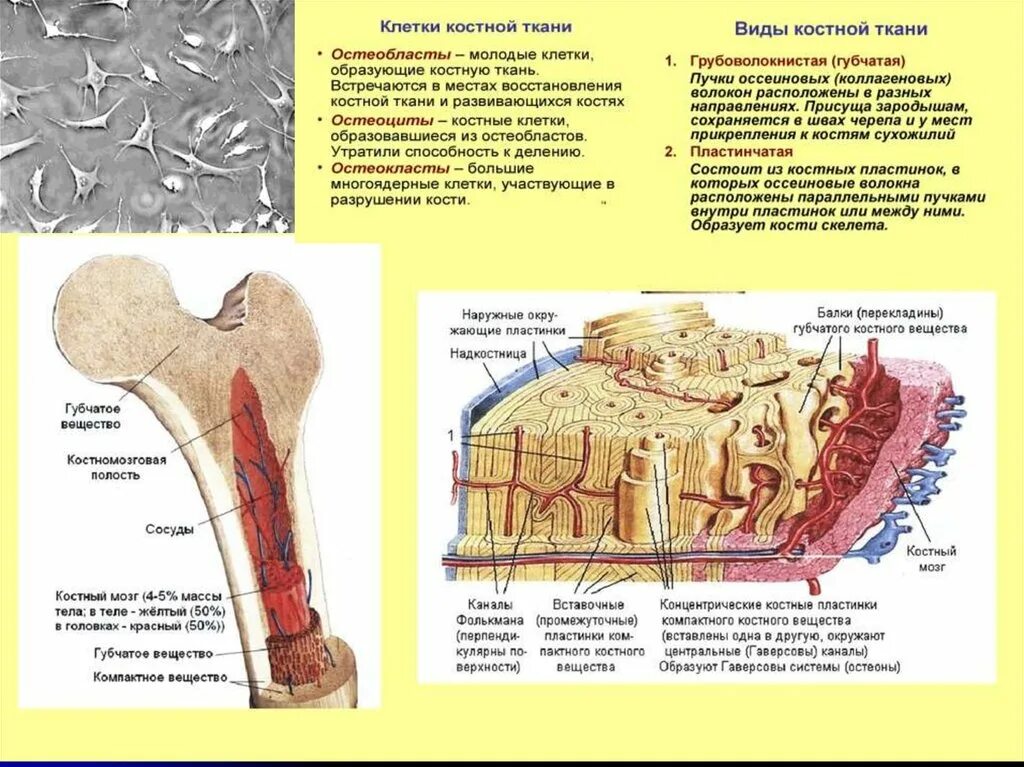 Рассмотрите фото костной ткани напишите ее строение Локализация костной ткани