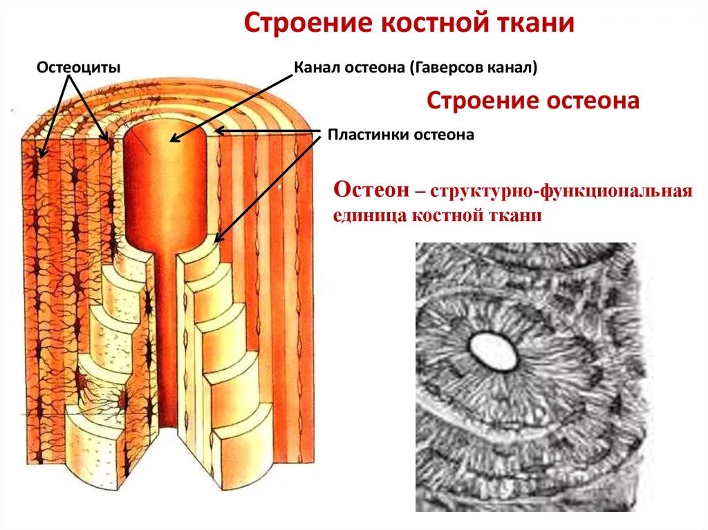 Рассмотрите фото костной ткани напишите ее строение Картинки СЛОЙ СТЕНКИ ТРУБЧАТОЙ КОСТИ ОБЕСПЕЧИВАЮЩИЙ РОСТ ТОЛЩИНУ