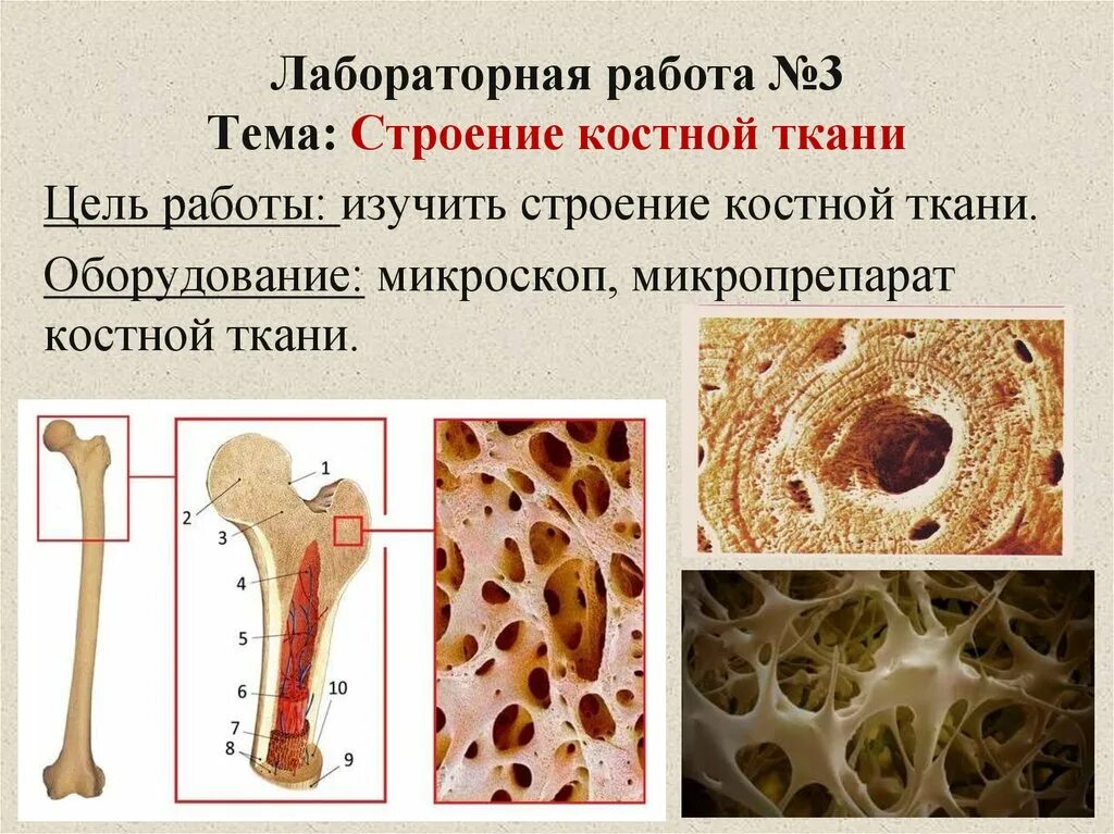 Рассмотрите фото костной ткани напишите ее строение Лабораторная строение костной ткани