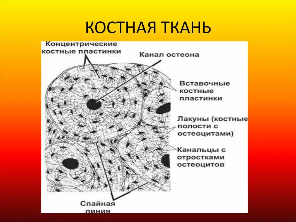 Рассмотрите фото костной ткани напишите ее строение Локализация костной ткани