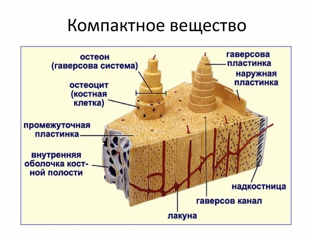 Рассмотрите фото костной ткани напишите ее строение Строение и виды костной ткани