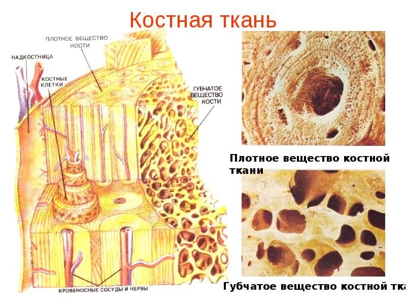 Рассмотрите фото костной ткани напишите ее строение Тема урока. Типы соединения костей