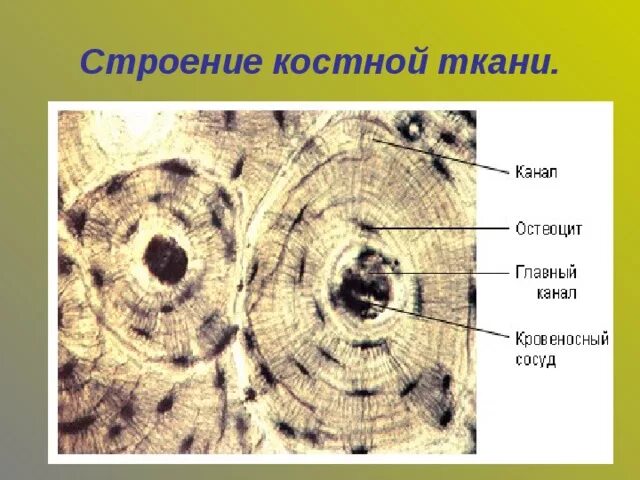 Рассмотрите фото костной ткани напишите ее строение Опорные системы животных и растений