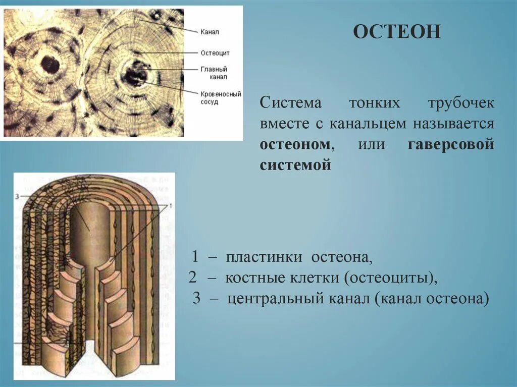 Рассмотрите фото костной ткани напишите ее строение Канал костной ткани