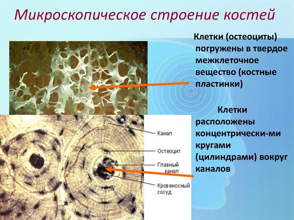 Рассмотрите фото костной ткани напишите ее строение Окраски костной ткани