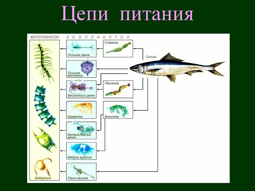 Рассмотрите упрощенную электрическую схему трофической цепи океана Рыбы важнейшее звено