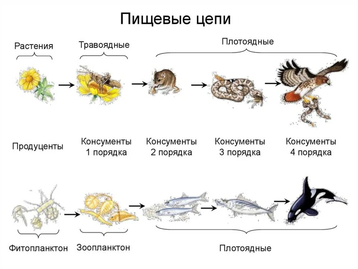 Рассмотрите упрощенную электрическую схему трофической цепи океана Картинки ПИЩЕВЫЕ ЦЕПОЧКИ БИОЛОГИЯ ПРИМЕРЫ