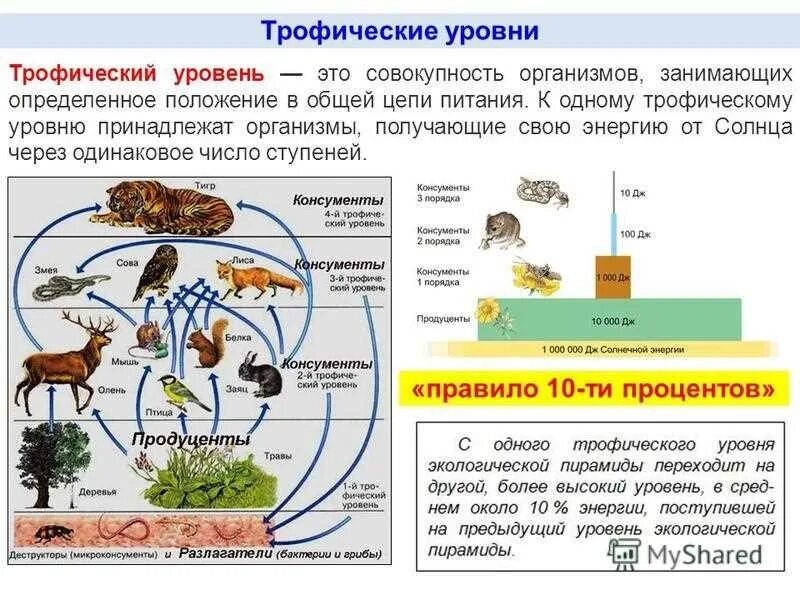 Рассмотрите упрощенную электрическую схему трофической цепи океана The role of butterflies in maintaining biodiversity through the food chain: impo