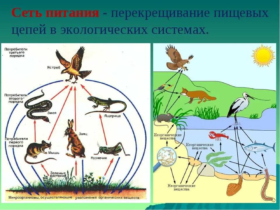 Рассмотрите упрощенную электрическую схему трофической цепи океана Составить пищевую цепь экосистемы