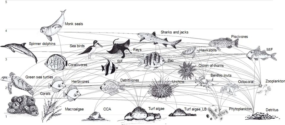 Рассмотрите упрощенную электрическую схему трофической цепи океана trophic_linkages_within_the_kaloko_reef_ecosystem_med.gif (960 × 422)