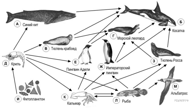 Рассмотрите упрощенную электрическую схему трофической цепи океана Перейти на страницу с картинкой