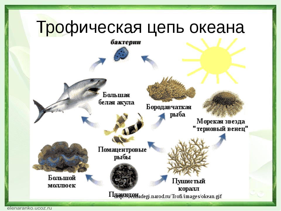 Рассмотрите упрощенную электрическую схему трофической цепи океана Картинки КАКИЕ ОРГАНИЗМЫ НАЗЫВАЮТ ПРОДУЦЕНТНЫМИ