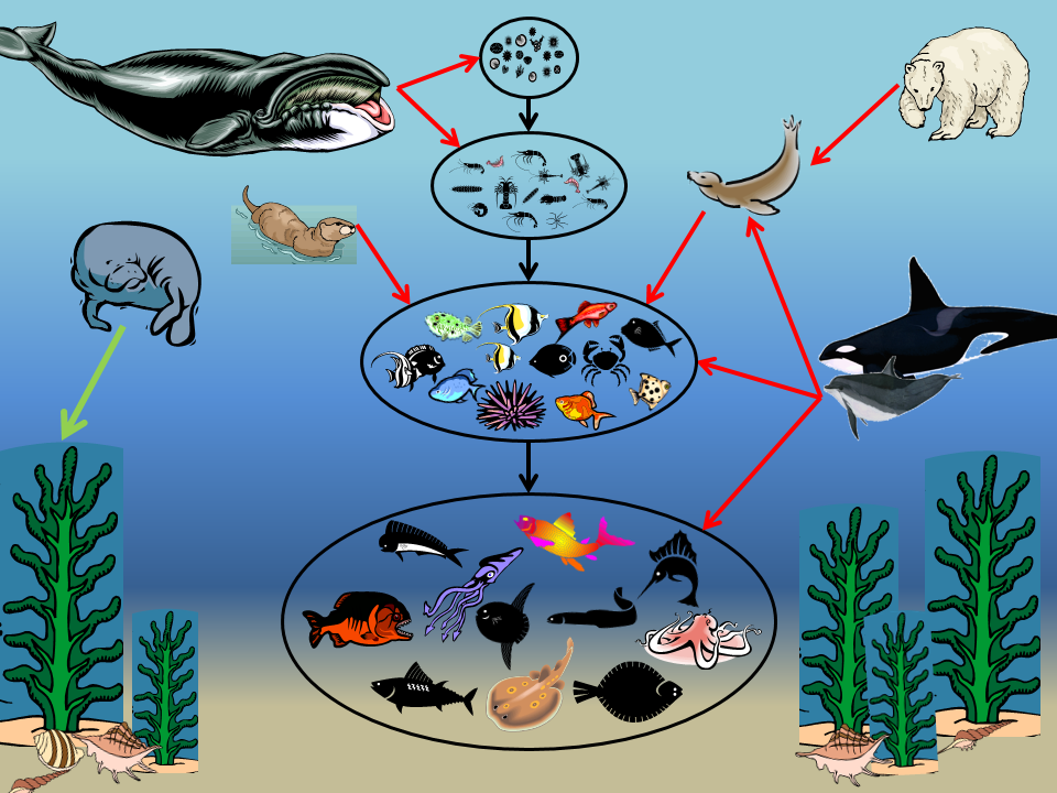 Рассмотрите упрощенную электрическую схему трофической цепи океана Food Webs - WHOI Sea Grant