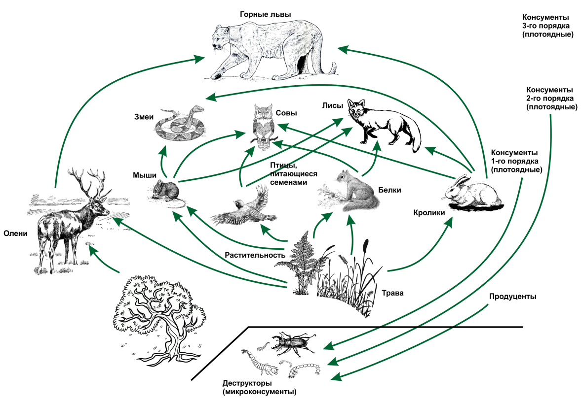 Рассмотрите упрощенную электрическую схему трофической цепи океана Потоки вещества и энергиив экосистемах - Студопедия