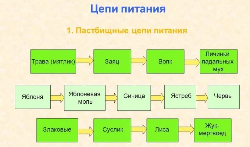 Рассмотрите упрощенную электрическую схему трофической цепи океана Охарактеризуйте цепи питания в живой природе.