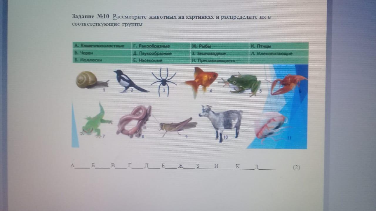 Рассмотрите животных на картинках выявите Рассмотри животных: найдено 88 изображений