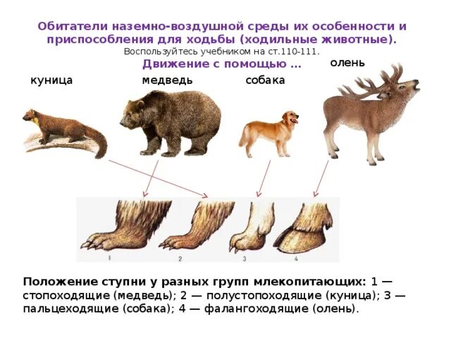 Рассмотрите животных на картинках выявите какие приспособления Сложное поведение млекопитающих связано с развитием - найдено 74 картинок