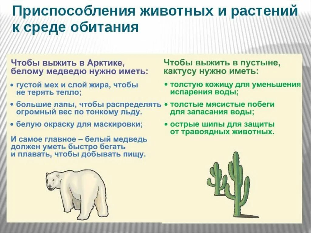 Рассмотрите животных на картинках выявите какие приспособления Картинки ЛАБОРАТОРНАЯ РАБОТА ОРГАНИЗМЫ ЖИВОТНЫХ