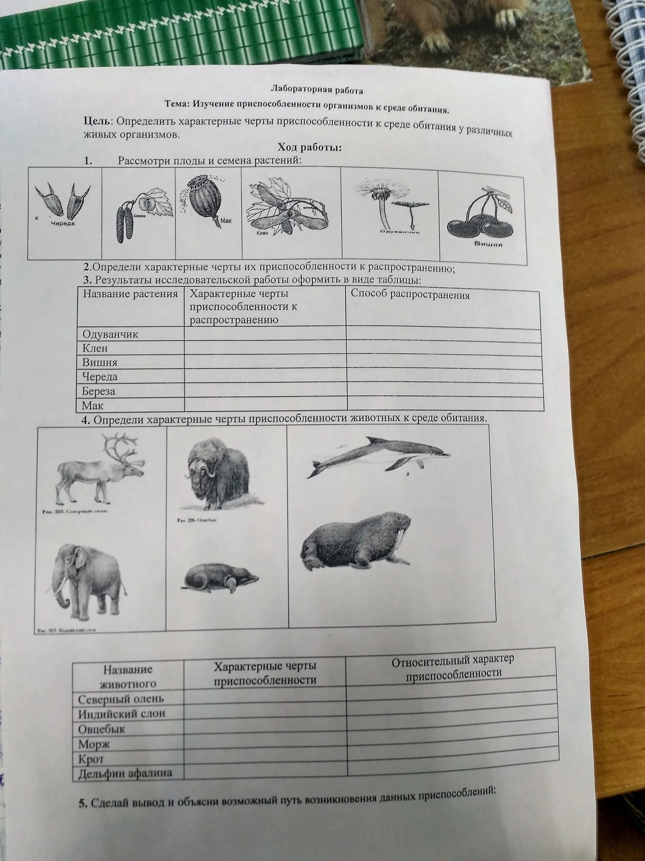 Рассмотрите животных на картинках выявите какие приспособления Лабораторная выявление приспособлений организмов к среде обитания