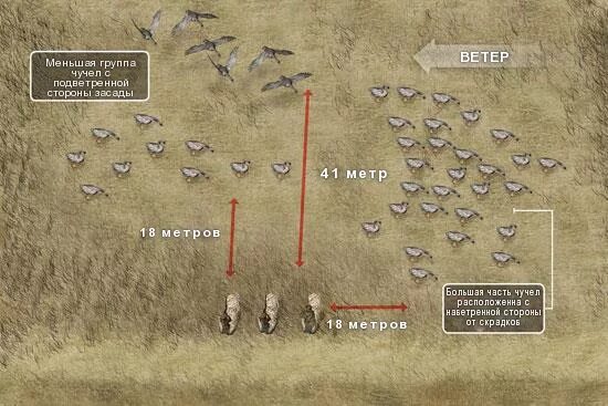 Расстановка гусиных чучел на поле осенью схема Расстановка чучел белолобого гуся, американский опыт