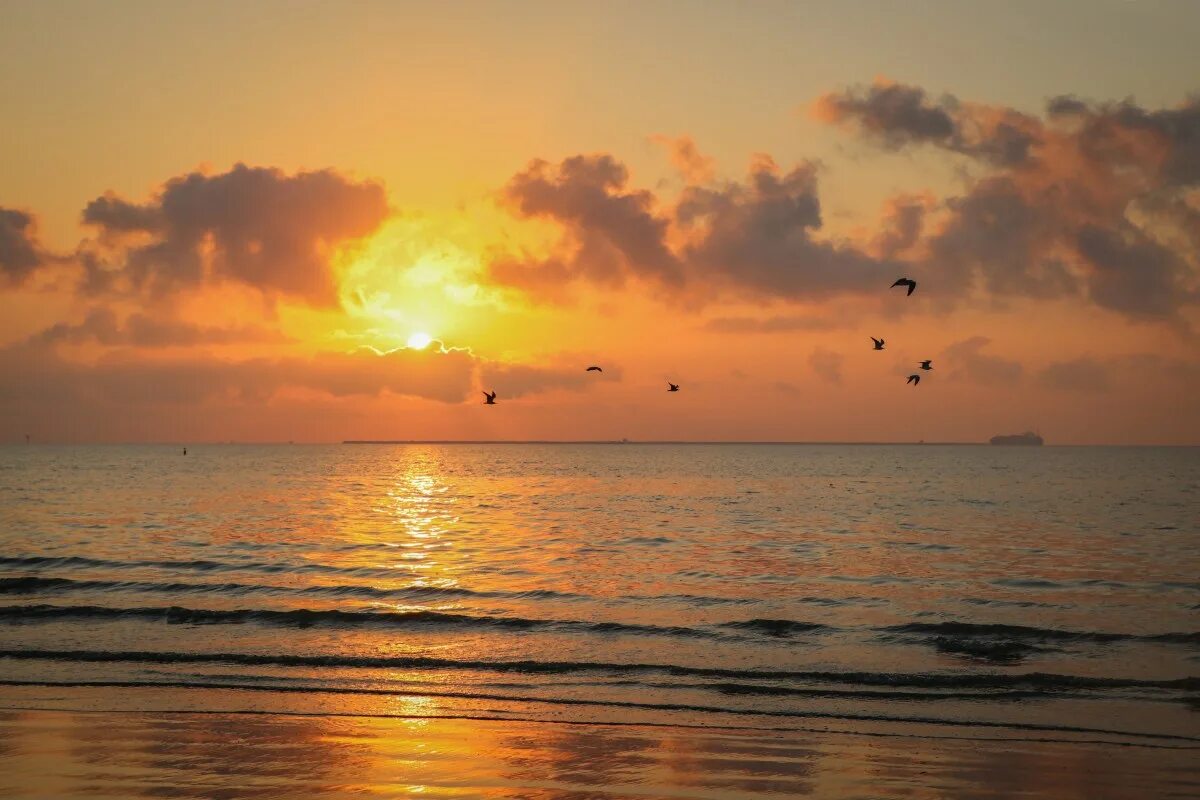 Рассвет над морем фото Free Images : seagulls, beach, shore, gulfcoast, texas, horizon, body of water, 