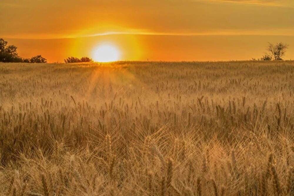 Рассвет поле фото А в полях травы рекой (Галина Аралина) / Стихи.ру