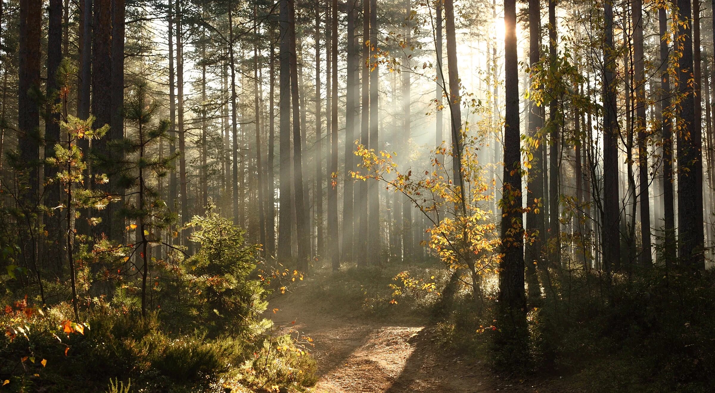 Рассвет в лесу фото Wallpaper : sunlight, nature, wood, sunrise, morning, mist, beams, Russia, wilde