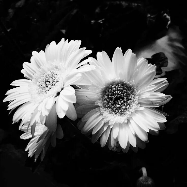 Расцветка черно белых фото #beautiful #black and white #bloom #blooming #blossom #bouquet #close up #flora 