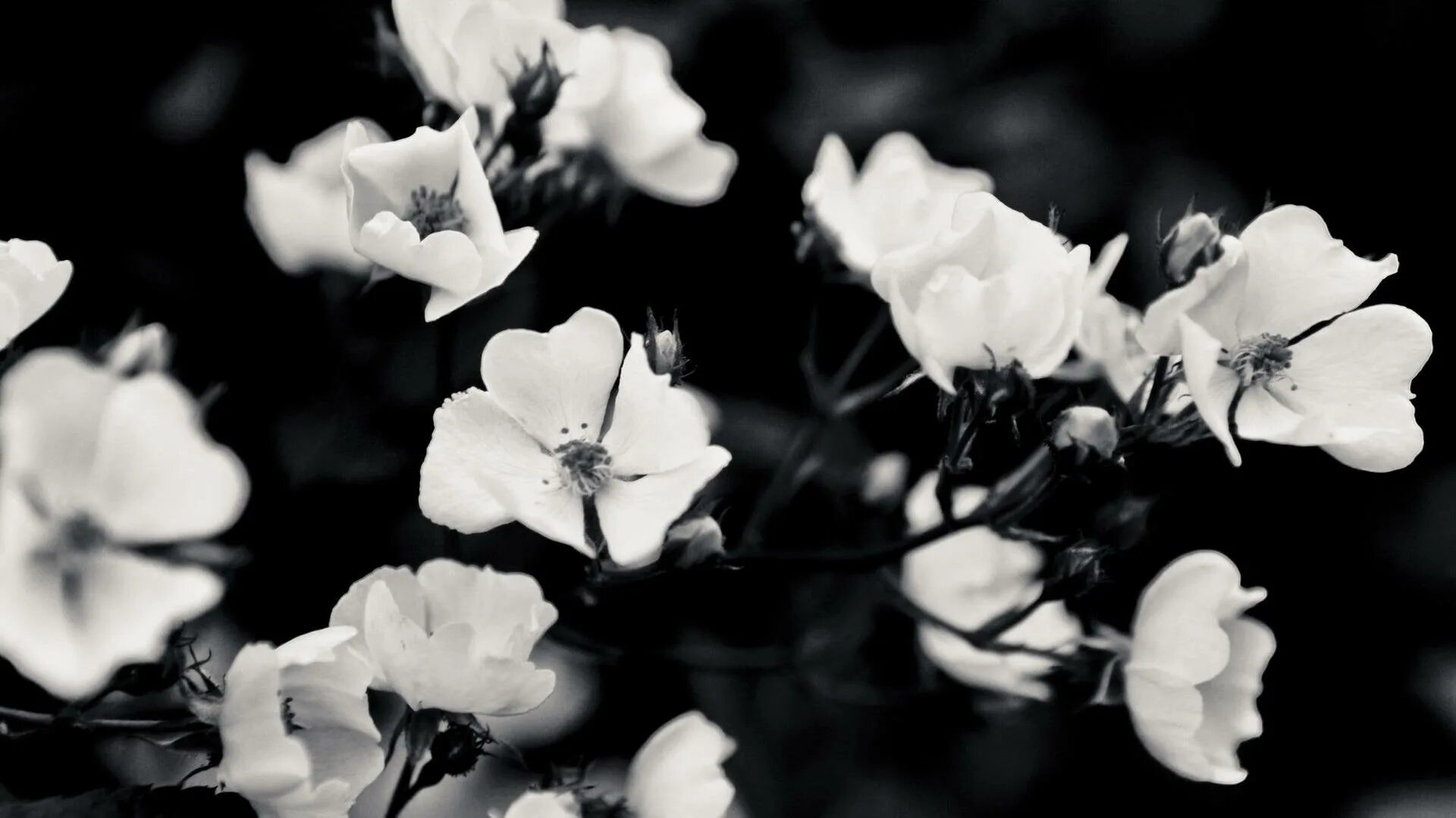 Расцветка черно белых фото Download Black And White Aesthetic Bloomed Flowers Wallpaper Wallpapers.com