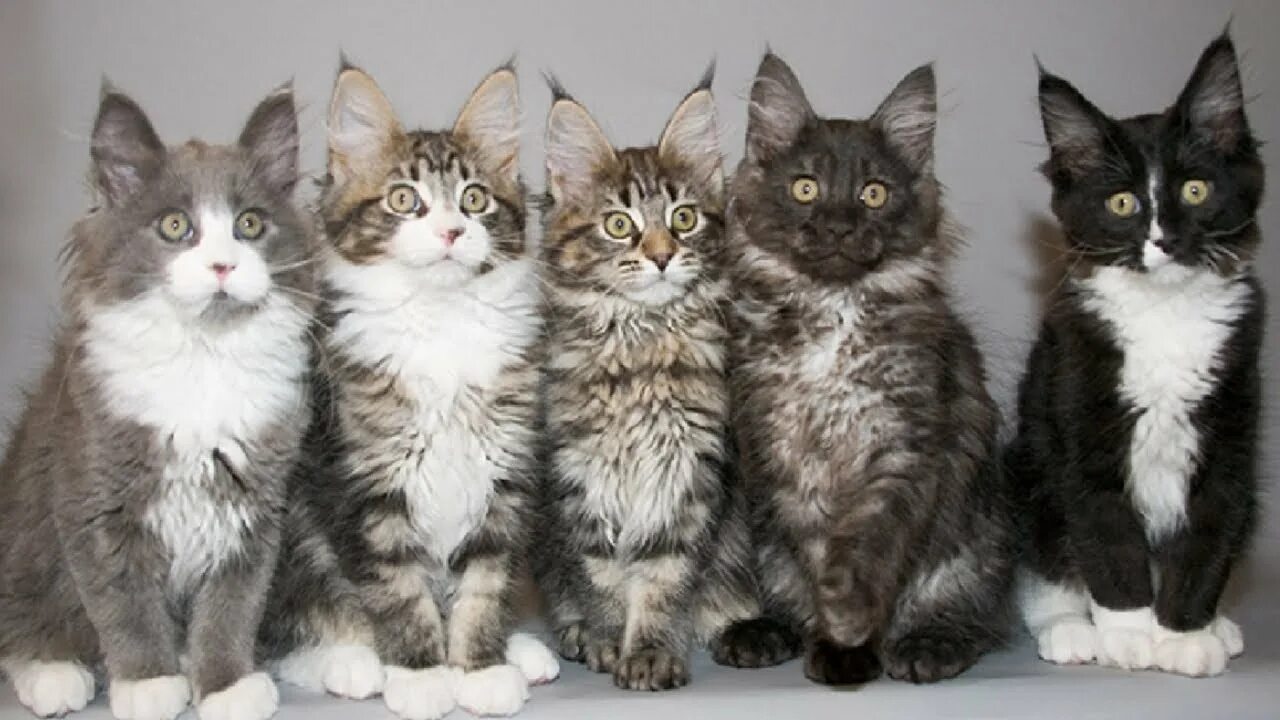 Расцветка котов фото The Dazzling Variety of Maine Coon Kittens - YouTube