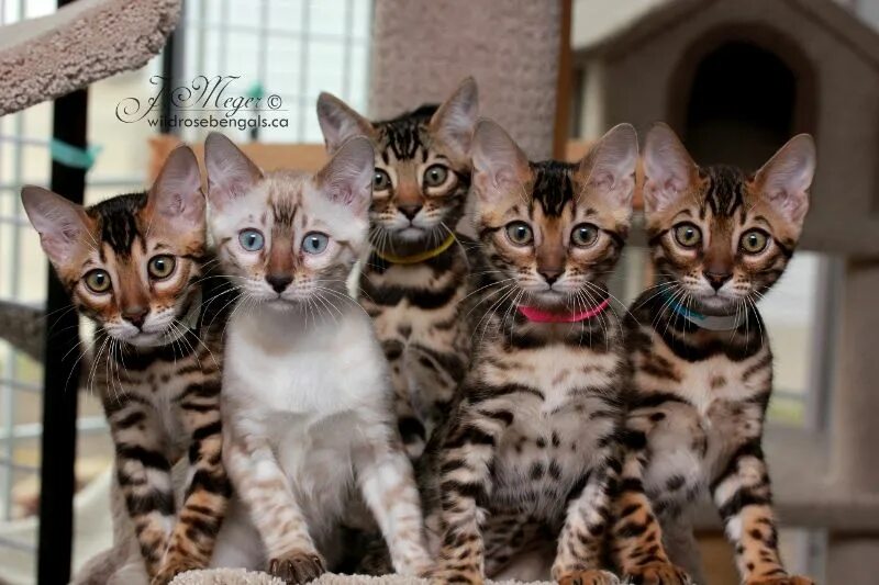 Расцветка котов фото The Bengal breed originated as a cross between the Asian Leopard cat (Prionailur