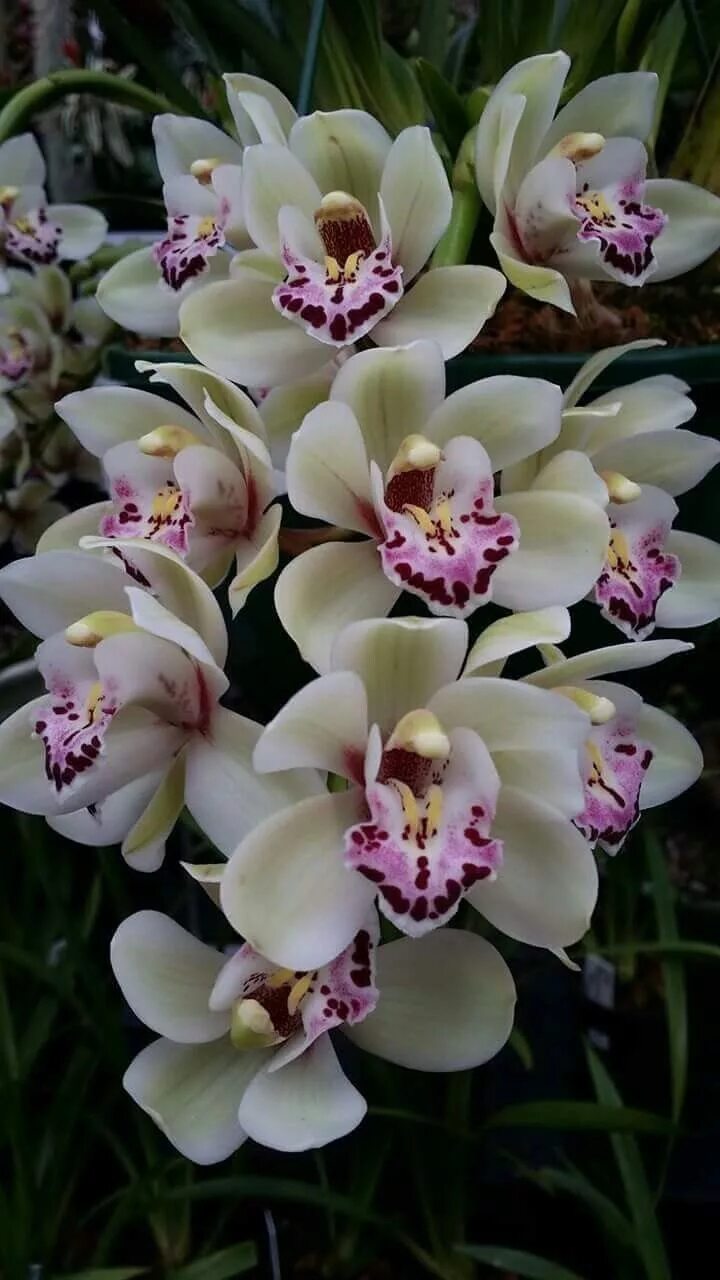 Расцветка орхидеи фото Pin en Orchideen Flores bonitas, Flores exóticas, Plantas de orquideas