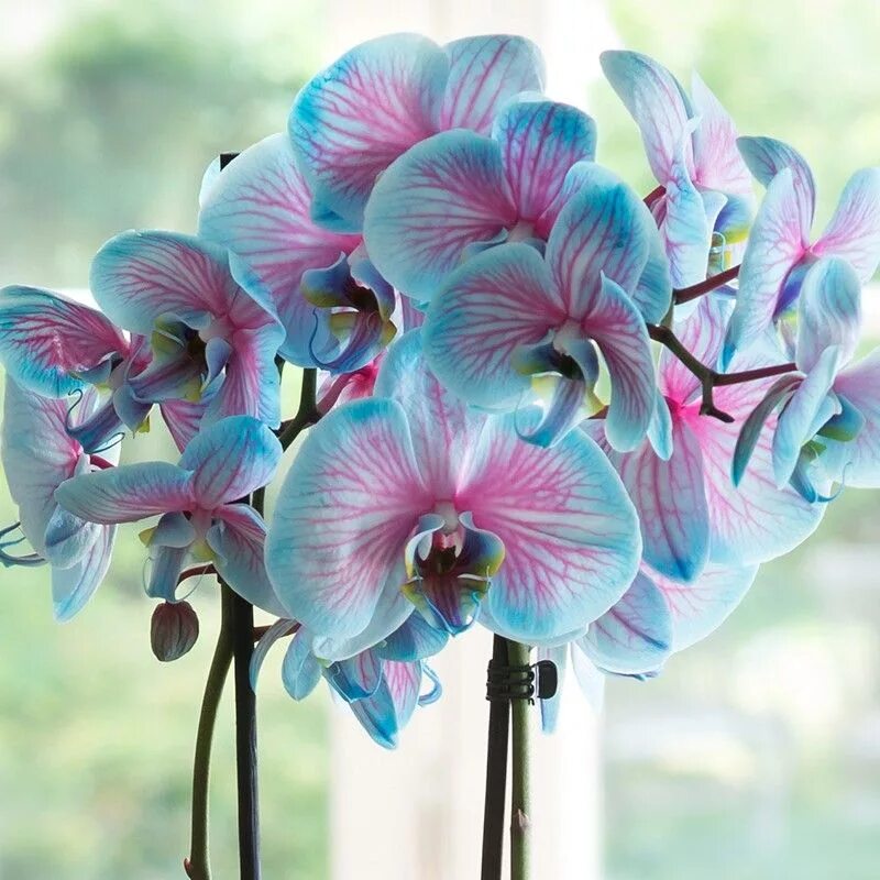 Расцветка орхидеи фото Pink & Blue Wonder Orchid Flower seeds, Unusual flowers, Orchid flower