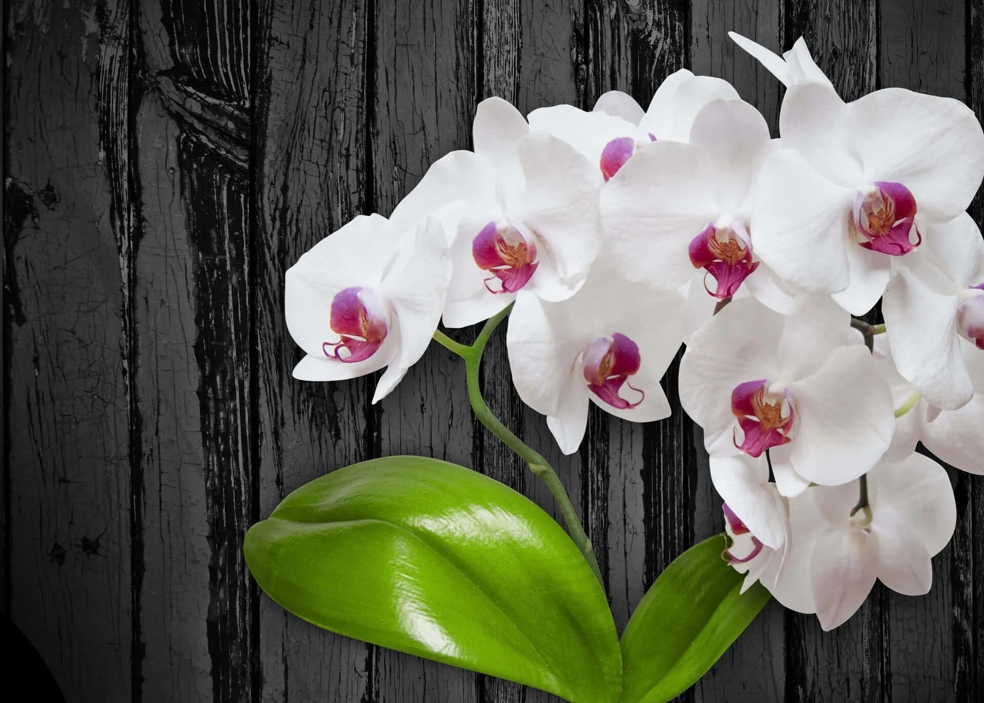 Расцветка орхидеи фото Download A beautiful array of orchids in a lush, green room. Wallpapers.com