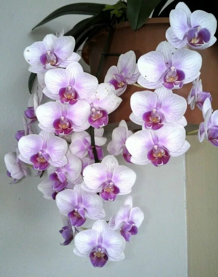 Расцветка орхидеи фото Orquídea Phalaenopsis - Aprenda a Como Cultivar - Orquídeas dendrobium, Orquidea