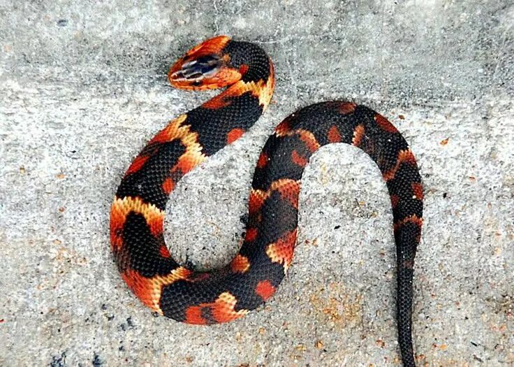 Расцветка змей фото Beautiful non-venomous broadbanded water snake Snake, Pet snake, Cute reptiles