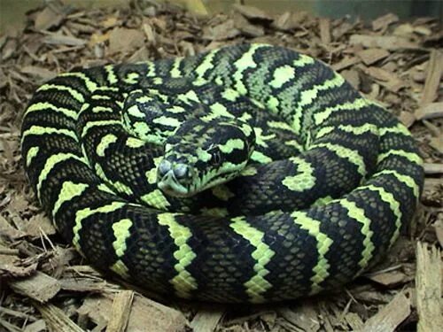 Расцветка змей фото Colored Snake of Jungle Book Snake, Colorful snakes, Snake design