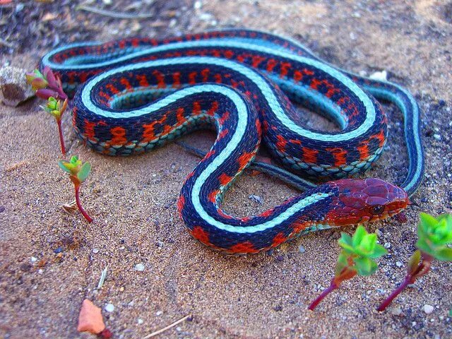 Расцветка змей фото California red side, garter snake Garter snake, Pet snake, Snake