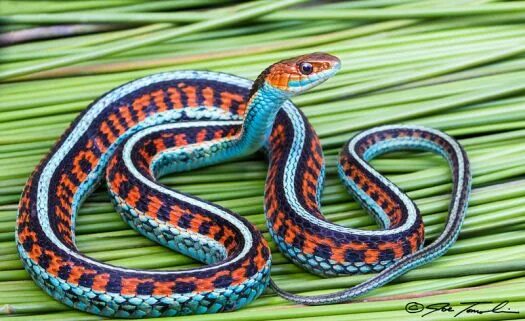 Расцветка змей фото Jigsaw Puzzle 40 pieces California Red Sided Garter Snake. Jigidi