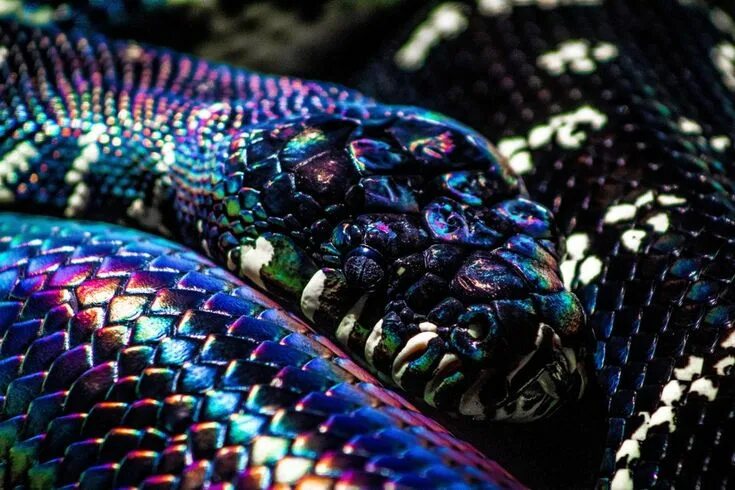 Расцветка змей фото Shiny, satisfying snake scales. : oddlysatisfying Snake, Cute snake, Pet snake