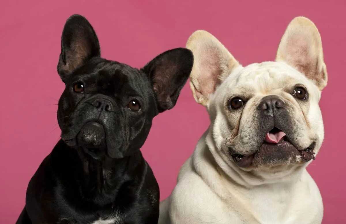 Расцветки французских бульдогов с фото Different French Bulldog Colors