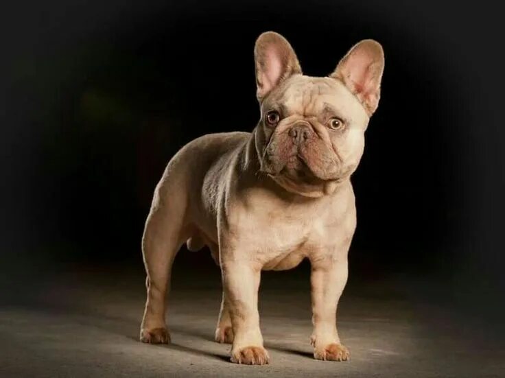 Расцветки французских бульдогов с фото Lilac colored French Bulldog, from Farfalla Frenchies. French bulldog breed, Fre